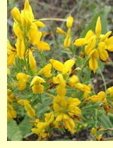 Дрок красильный (Genista tinctoria L.) Дрок красильный (Genista tinctoria L.)
